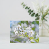 白さくらんぼ花 ポストカード (スタンド正面)
