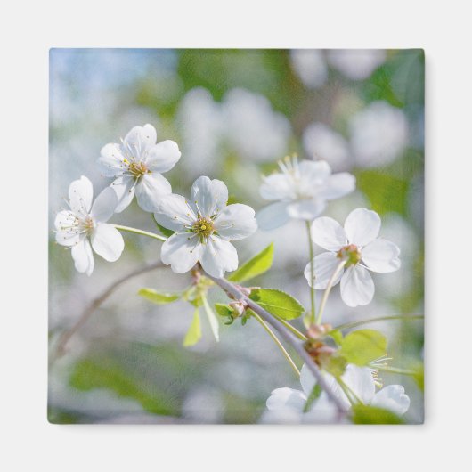 白さくらんぼ花 マグネット (正面)
