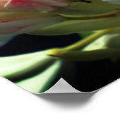 白つつじ花と芽 ポスター (角)