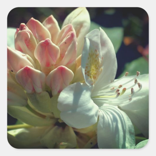 白つつじ花 スクエアシール (正面)