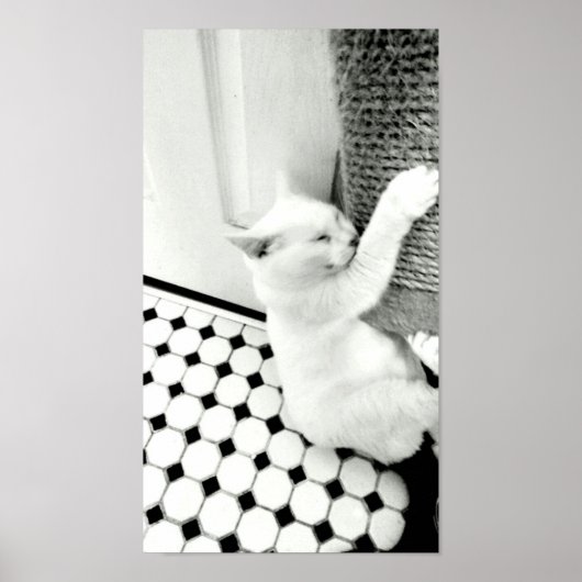 白つる黒猫のポスター ポスター (正面)
