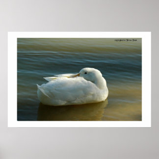 白でソフト ポスター