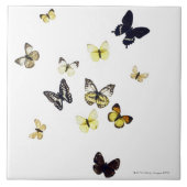 白で撃たれる蝶 タイル (正面)