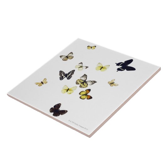 白で撃たれる蝶 タイル (側面)