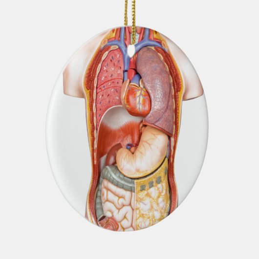 白で隔離される器官が付いている人体モデル セラミックオーナメント (右)