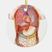 白で隔離される器官が付いている人体モデル セラミックオーナメント (正面)