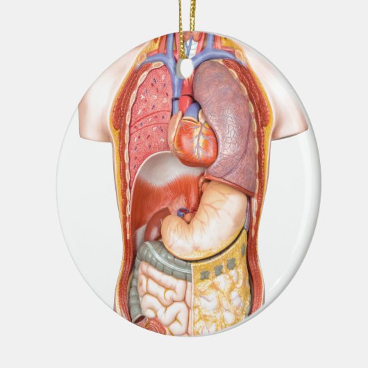白で隔離される器官が付いている人体モデル セラミックオーナメント (左)