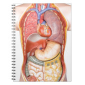 白で隔離される器官が付いている人体モデル ノートブック (正面)
