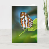 白とオレンジのストライプの蝶 カード (正面)