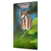 白とオレンジのストライプの蝶 クリップボード (左)