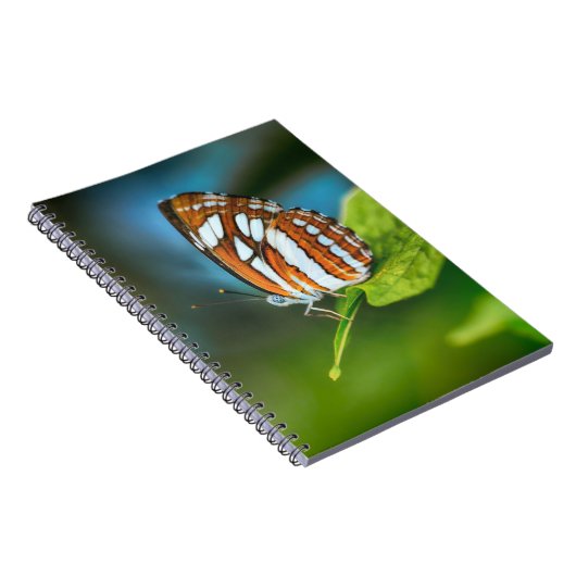 白とオレンジのストライプの蝶 ノートブック (右側)