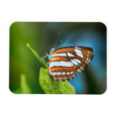 白とオレンジのストライプの蝶 マグネット (横)