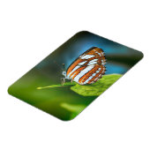 白とオレンジのストライプの蝶 マグネット (左側)