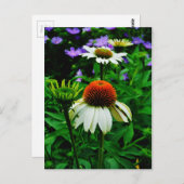 白とオレンジの円錐花 ポストカード (正面/裏面)