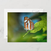 白とオレンジの蝶 ポストカード (正面/裏面)