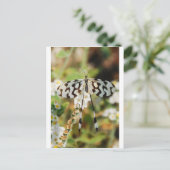 白とチョコレートブラウンのファンテールバタフライ ポストカード (スタンド正面)