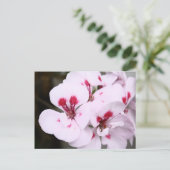 白とピンクかわいらしのゼラニウムの花房 ポストカード (スタンド正面)
