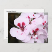 白とピンクかわいらしのゼラニウムの花房 ポストカード (正面/裏面)