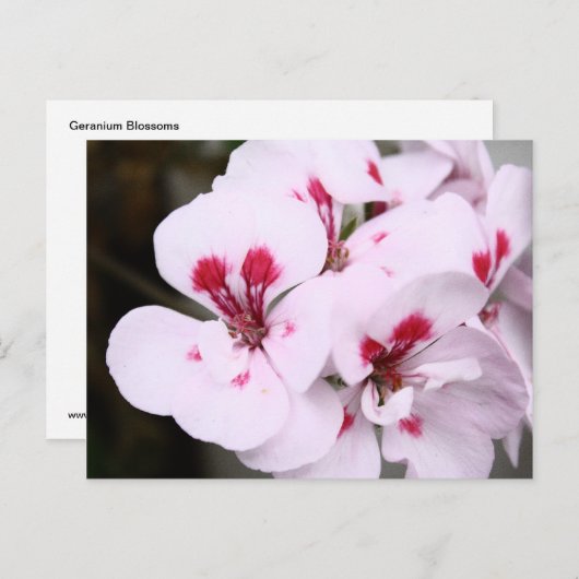 白とピンクかわいらしのゼラニウムの花房 ポストカード (正面/裏面)