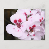 白とピンクかわいらしのゼラニウムの花房 ポストカード (正面)
