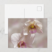 白とピンクのオーキッドの花をぼかした背景に ポストカード (正面/裏面)