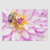 白とピンクのダリアとのまわりにティッシュペーパー 薄葉紙 (正面)