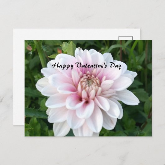 白とピンクのダリア付きのバレンタインデーガキ ポストカード (正面/裏面)