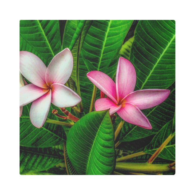 白とピンクのメタルウォールアートのプルミアス メタルプリント (正面)