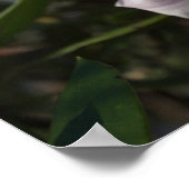 白とピンクの花のポスター ポスター (角)