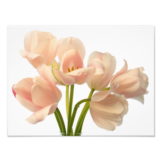 白と桃のオウムのチューリップの背カスタマイズ景 フォトプリント (正面)