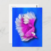 白と熱のピンクベッタ ポストカード (正面/裏面)