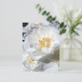 白と白のバラの花の写真はがき ポストカード (スタンド正面)