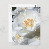 白と白のバラの花の写真はがき ポストカード (正面/裏面)