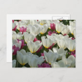 白と紫のチューリップのはがき ポストカード (正面/裏面)
