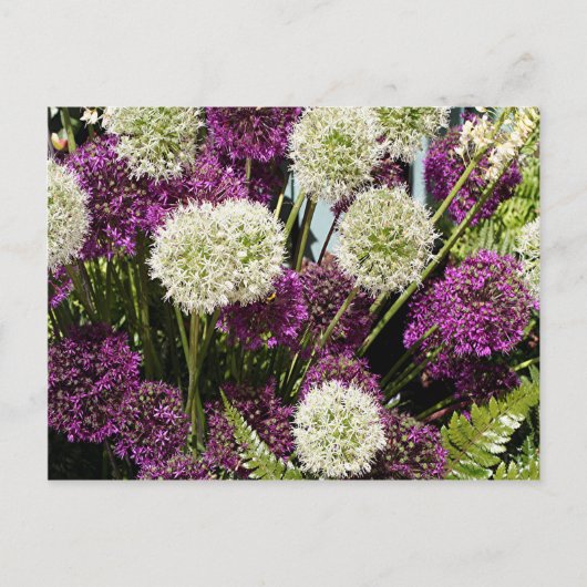 白と紫のネギの花 ポストカード (正面)