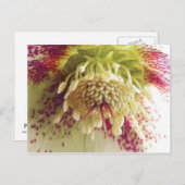 白と紫のヘレボア ポストカード (正面/裏面)