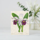 白と紫のラエリアオーキッドヴィンテージ植物学 ポストカード (スタンド正面)