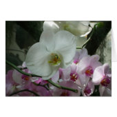 白と紫のラン (正面横)