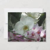 白と紫のラン (正面)