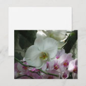 白と紫のラン (正面/裏面)