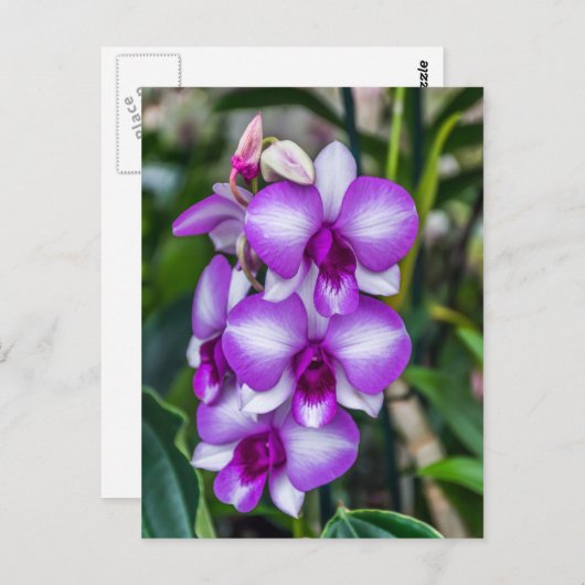 白と紫の蘭はがき ポストカード (正面/裏面)