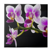 白と紫の蘭 タイル (正面)