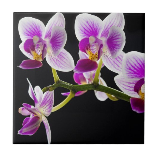 白と紫の蘭 タイル (正面)