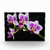 白と紫の蘭 フォトブロック (正面)