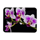 白と紫の蘭 マグネット (横)