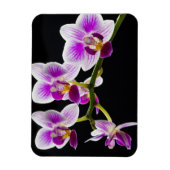 白と紫の蘭 マグネット (縦)