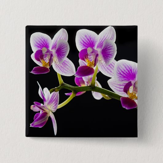 白と紫の蘭 缶バッジ (正面)