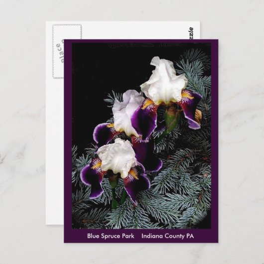 白と紫の虹彩 ポストカード (正面/裏面)