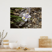 白と紫 ポスター (キッチン)