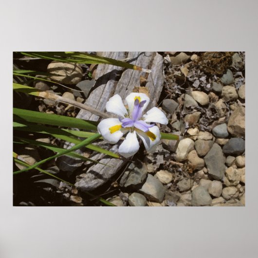 白と紫 ポスター (正面)